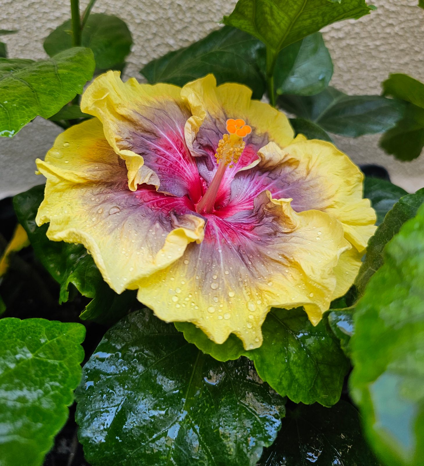 Taiwan Superstorm — Hybrid Hibiscus from Madeira's hybrid hibiscus nursery