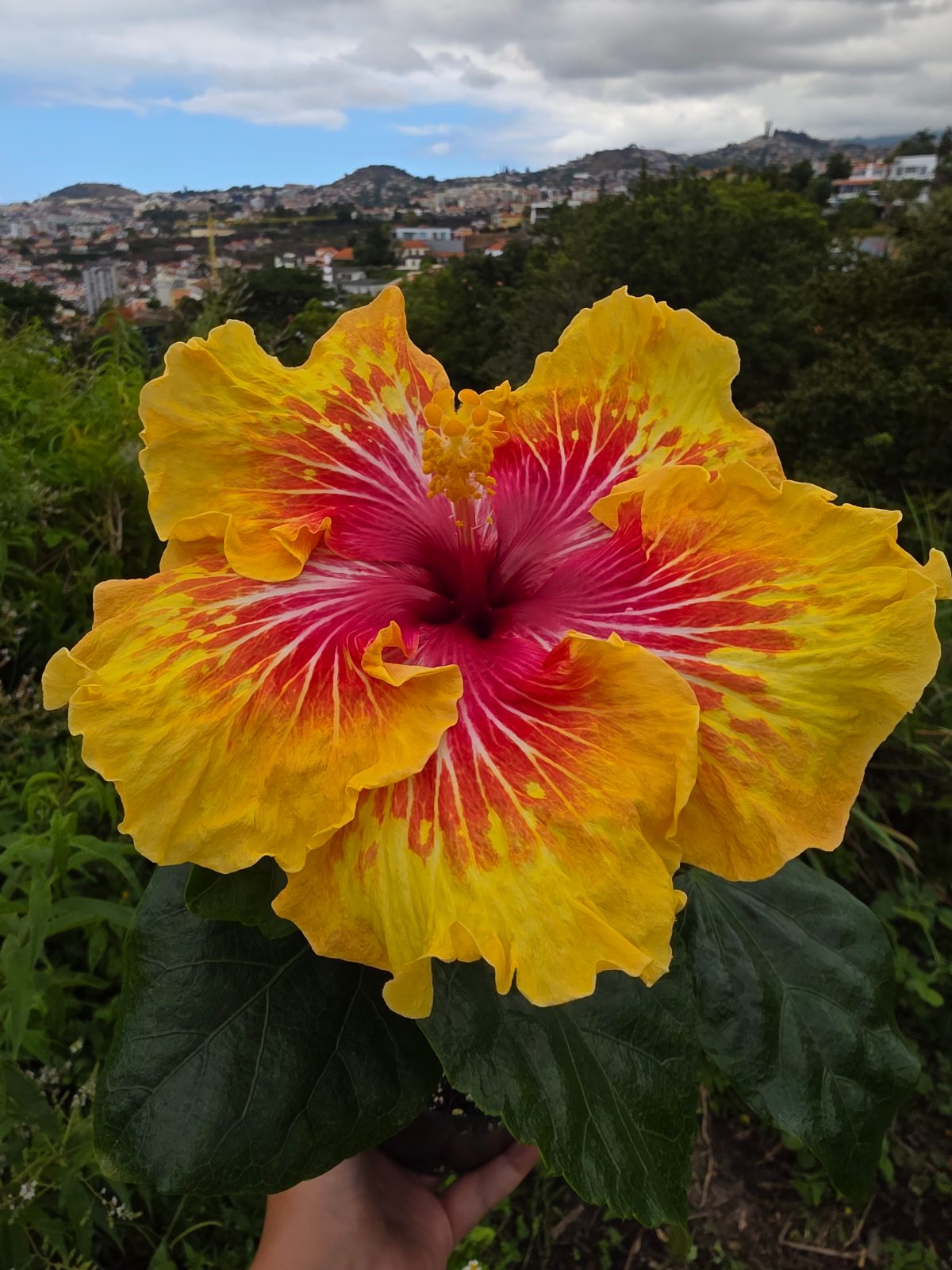 Gerald Derr — Hybrid Hibiscus from Madeira's hybrid hibiscus nursery