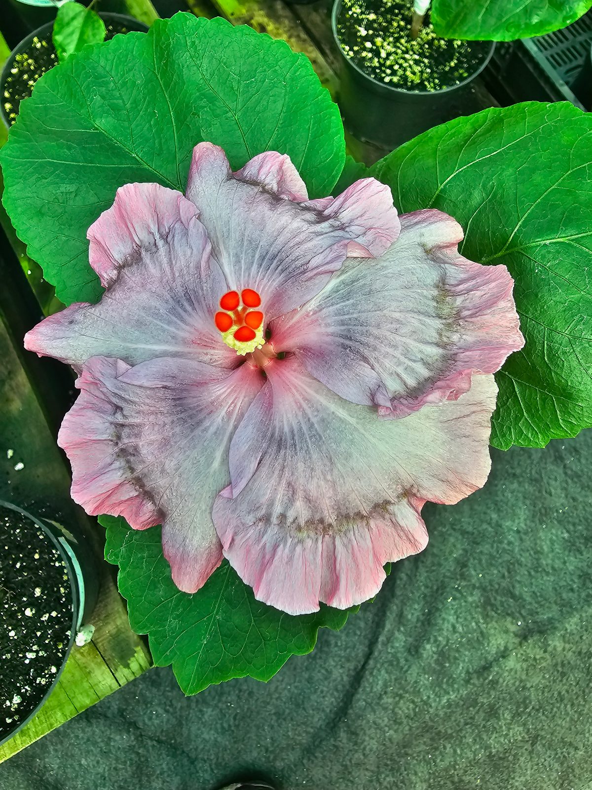 Tanzanite — Hybrid Hibiscus from Madeira's hybrid hibiscus nursery