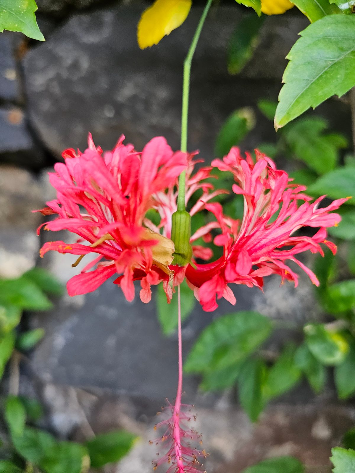 Schizopetalus — Rosa Sinensis from Madeira's hybrid hibiscus nursery