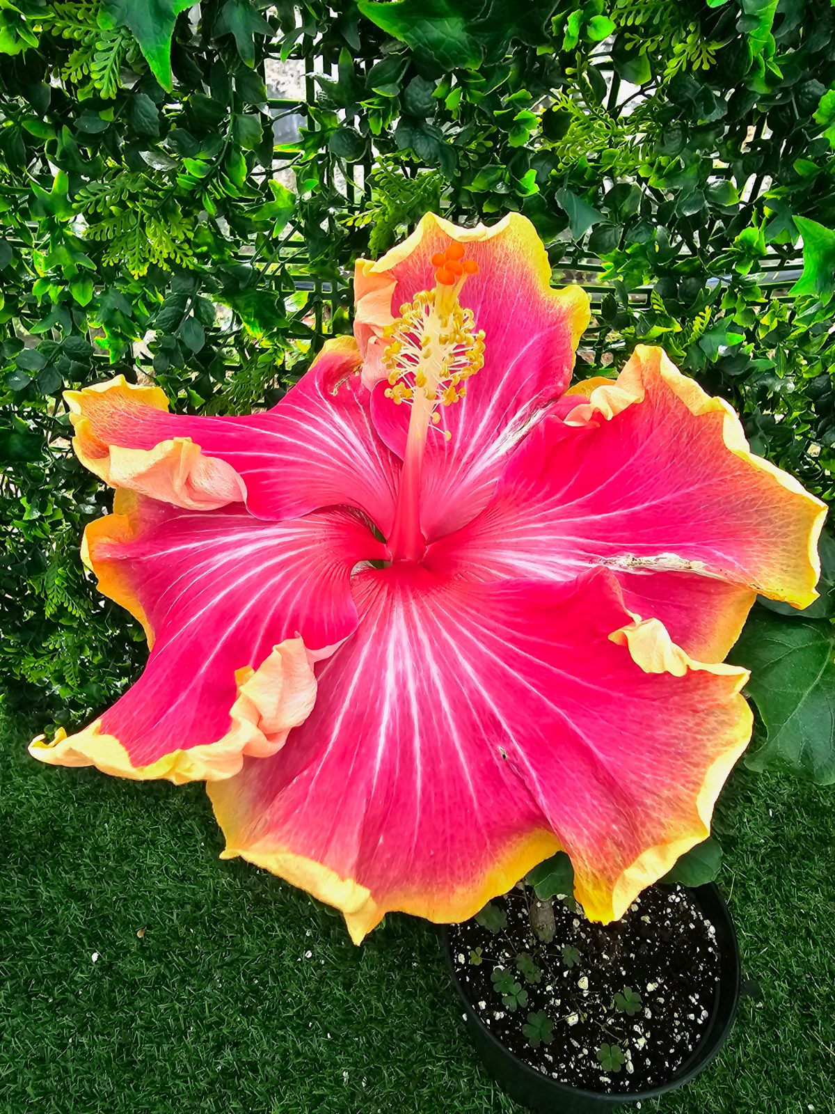 Madeira Orla de Sol — Hybrid Hibiscus from Madeira's hybrid hibiscus nursery