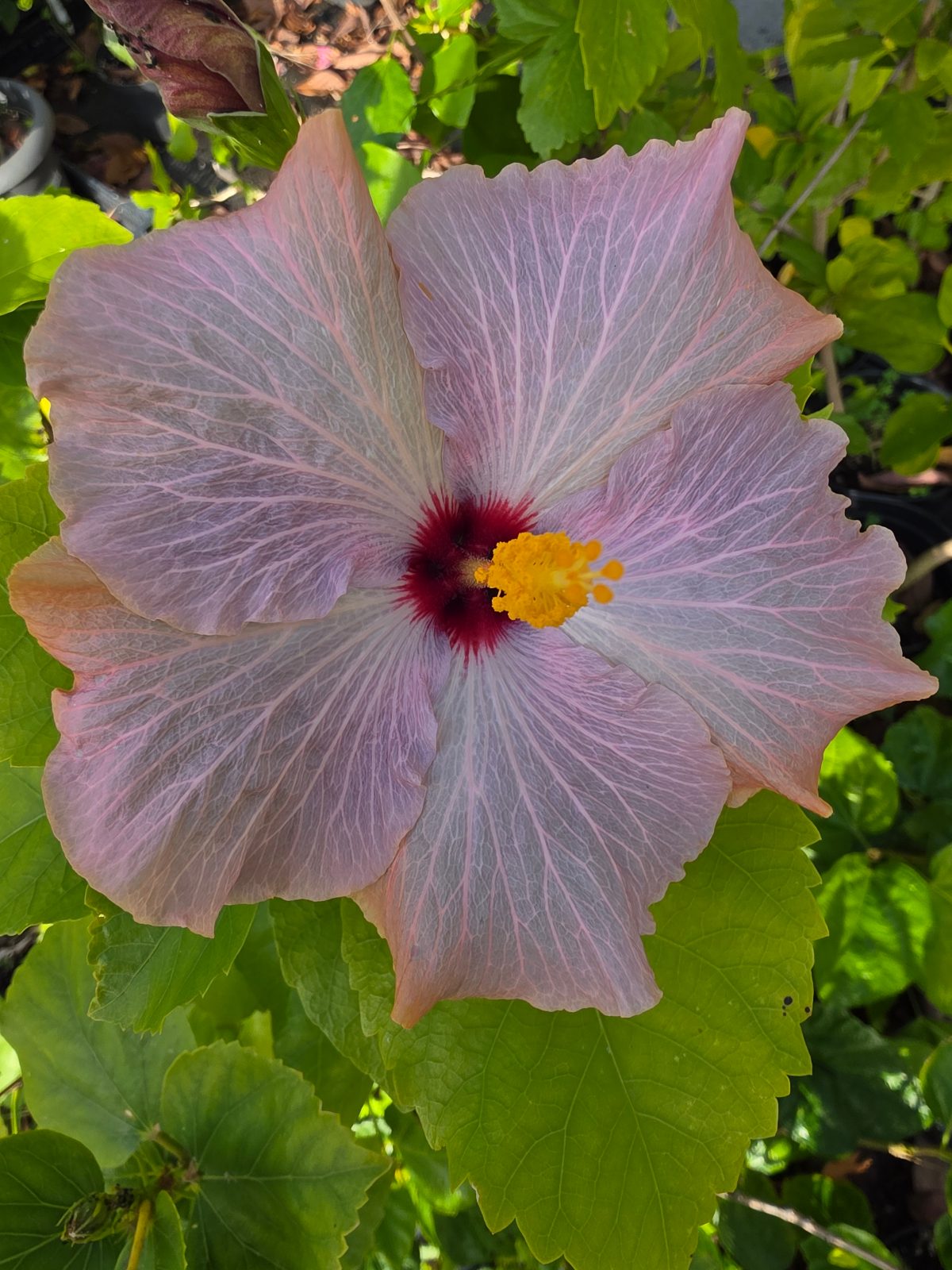 Mister Ice — Hybrid Hibiscus from Madeira's hybrid hibiscus nursery