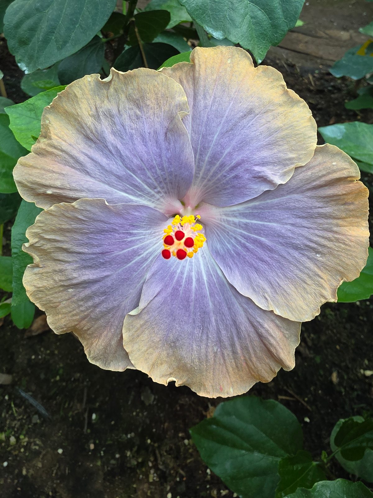Moorea Magician — Hybrid Hibiscus from Madeira's hybrid hibiscus nursery