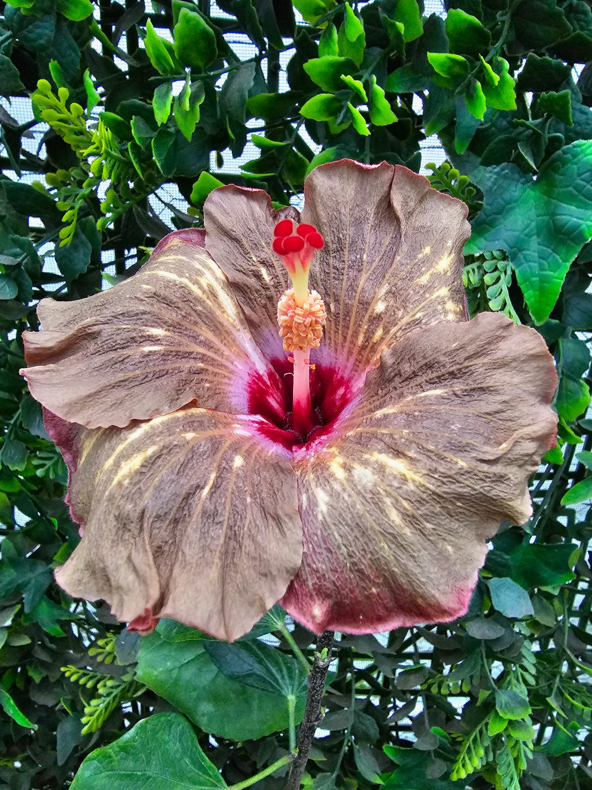Soulmate — Hybrid Hibiscus from Madeira's hybrid hibiscus nursery