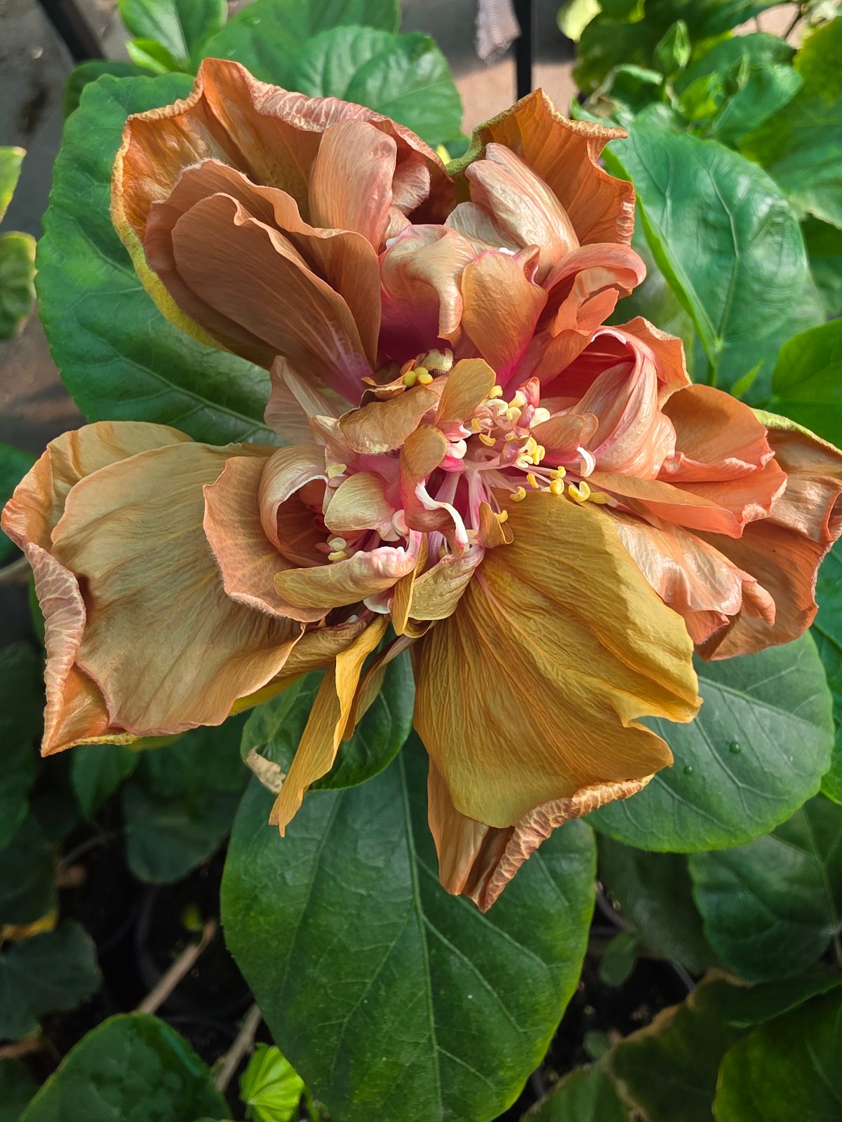 Chis Garden Dolphin Bay — Hybrid Hibiscus from Madeira's hybrid hibiscus nursery