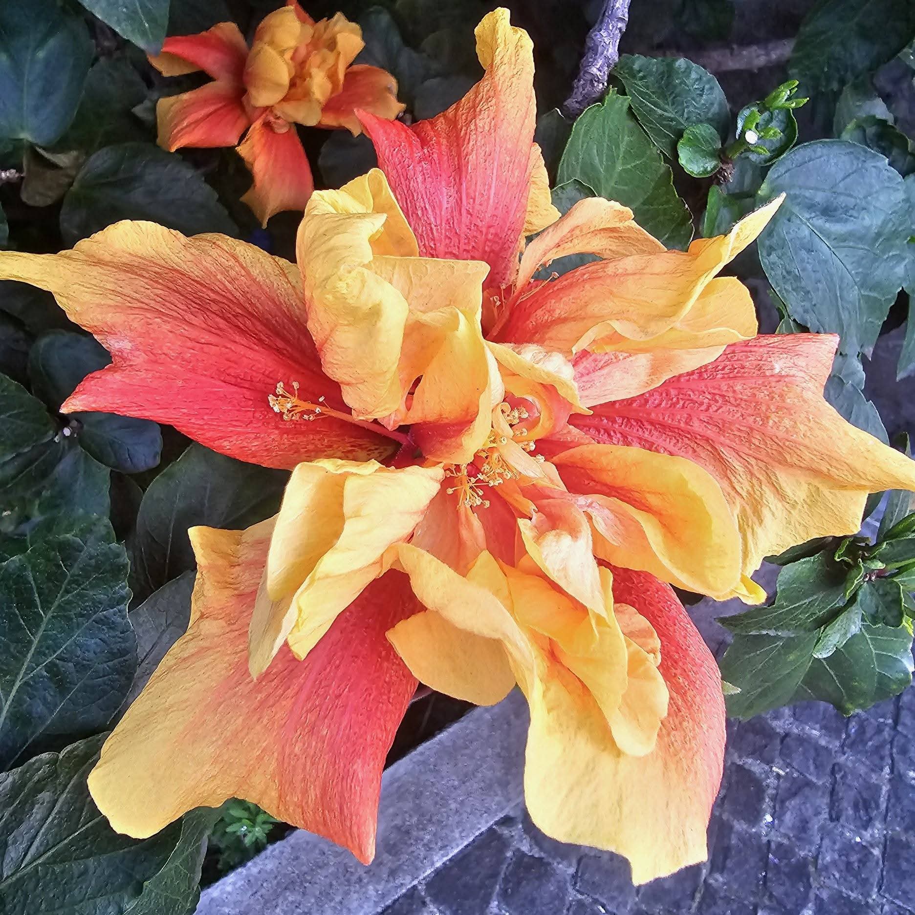 Crown of Bohemia — Rosa Sinensis from Madeira's hybrid hibiscus nursery
