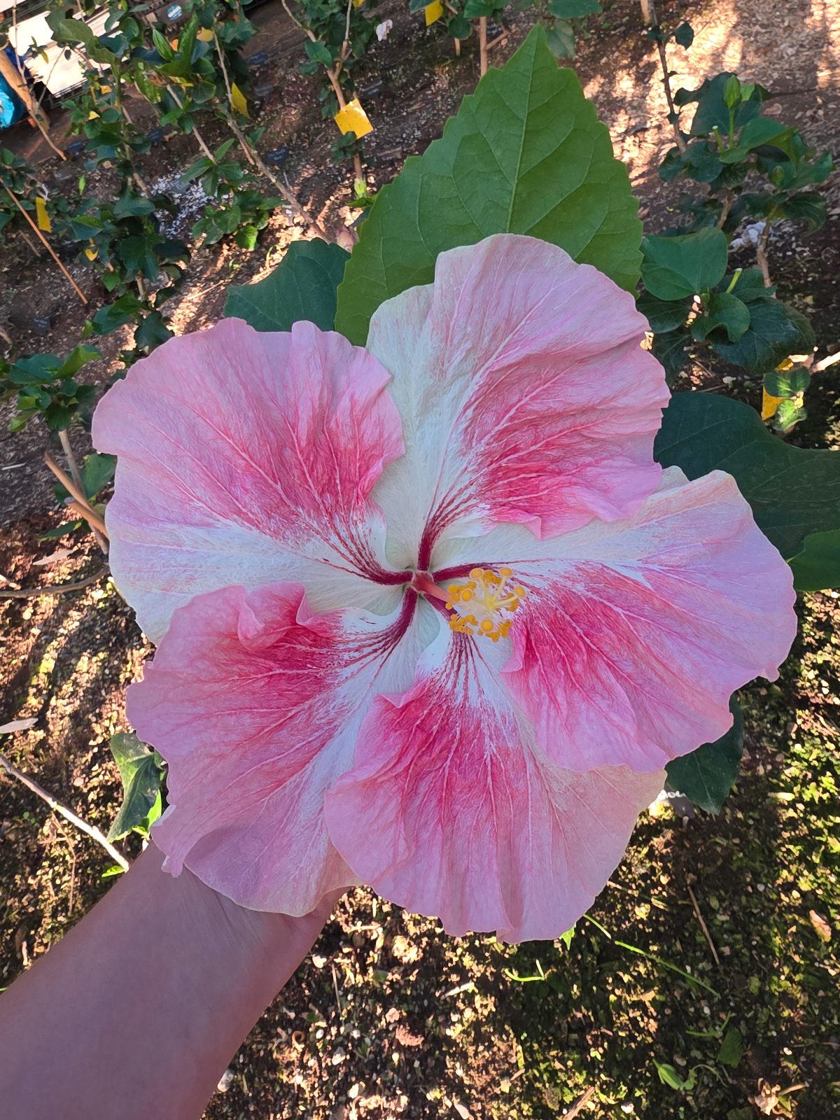 Pink Cheeks — Hybrid Hibiscus from Madeira's hybrid hibiscus nursery