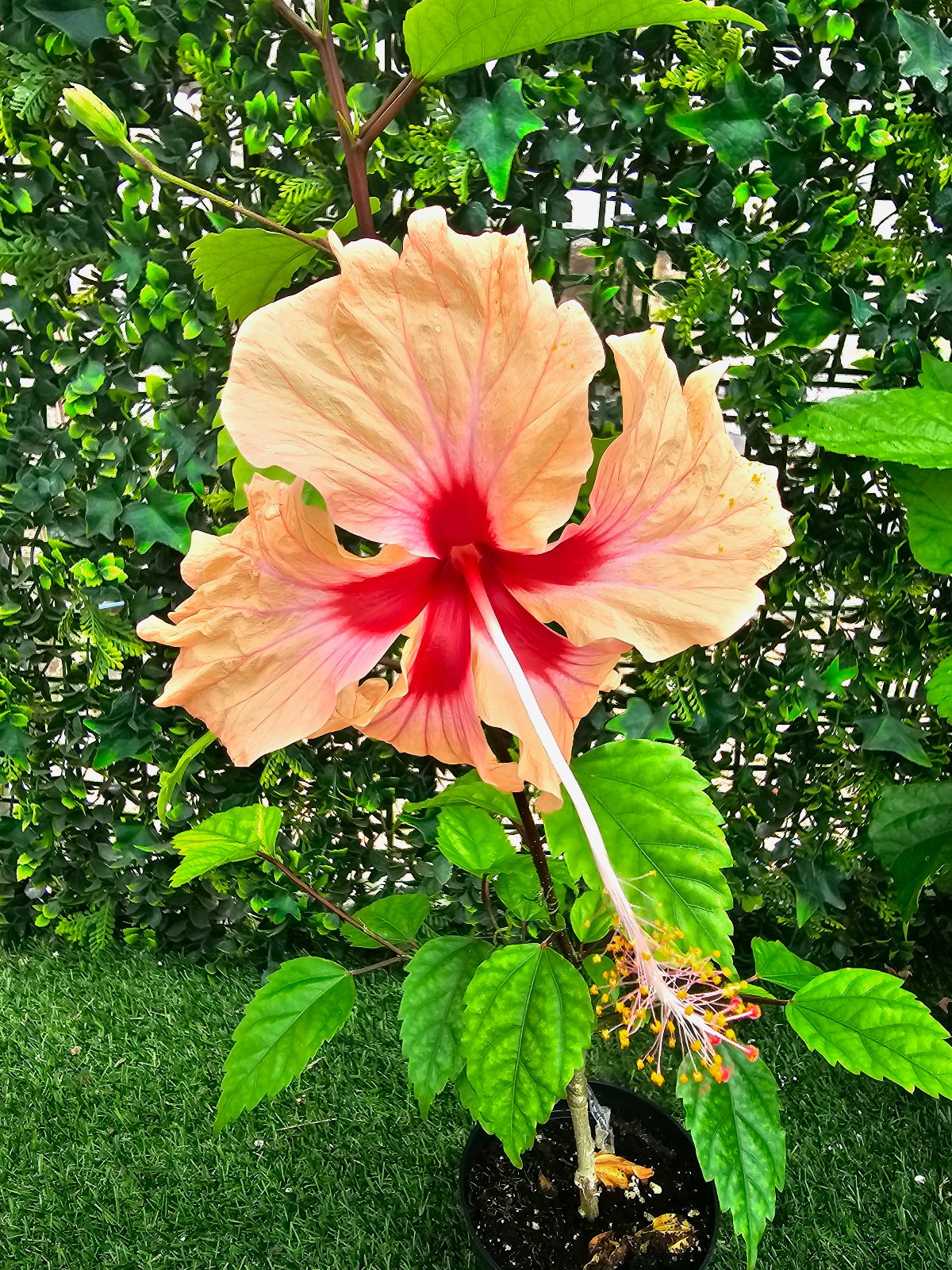 Saumon Antilles — Rosa Sinensis from Madeira's hybrid hibiscus nursery