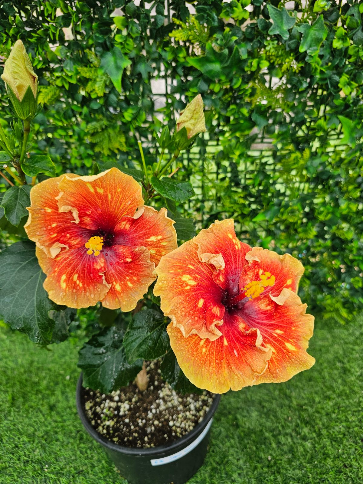 JMMA Ady´s Birthday — Hybrid Hibiscus from Madeira's hybrid hibiscus nursery