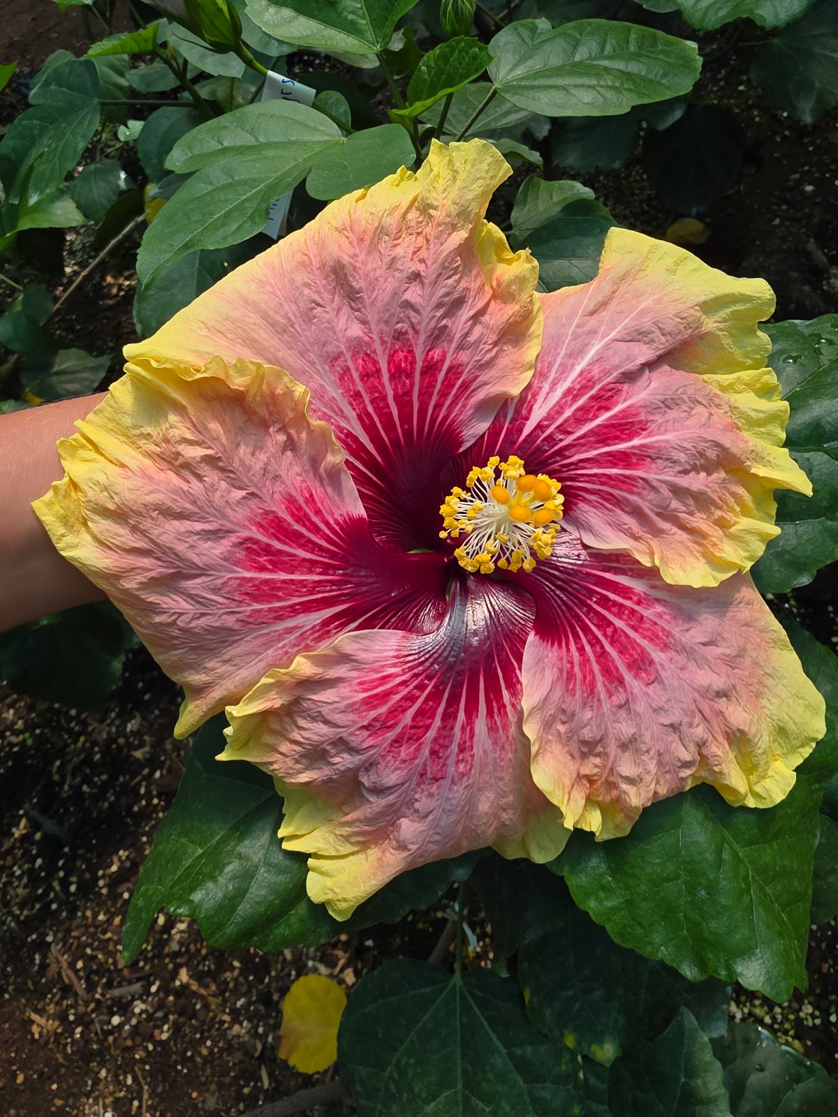Tahitian Queen — Hybrid Hibiscus from Madeira's hybrid hibiscus nursery