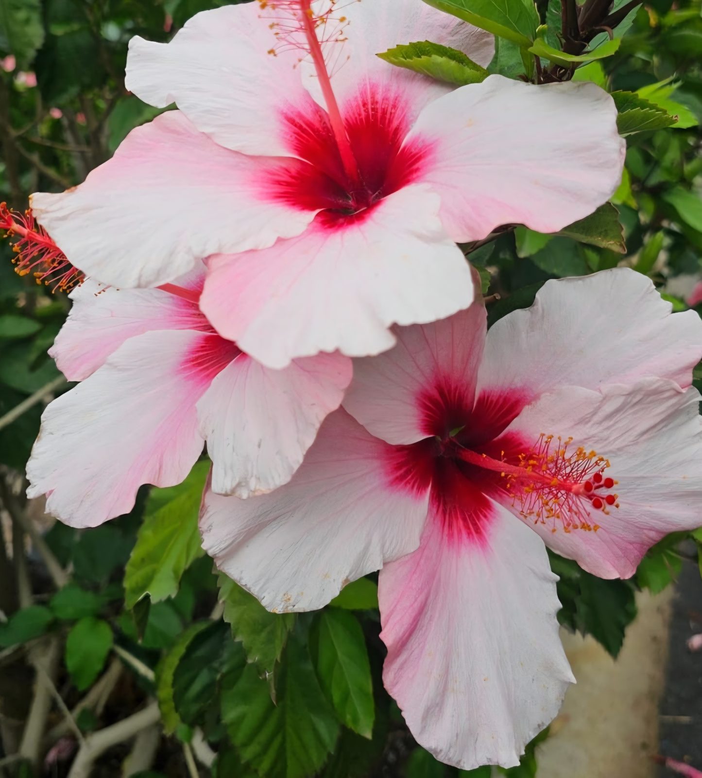 Natal — Rosa Sinensis from Madeira's hybrid hibiscus nursery