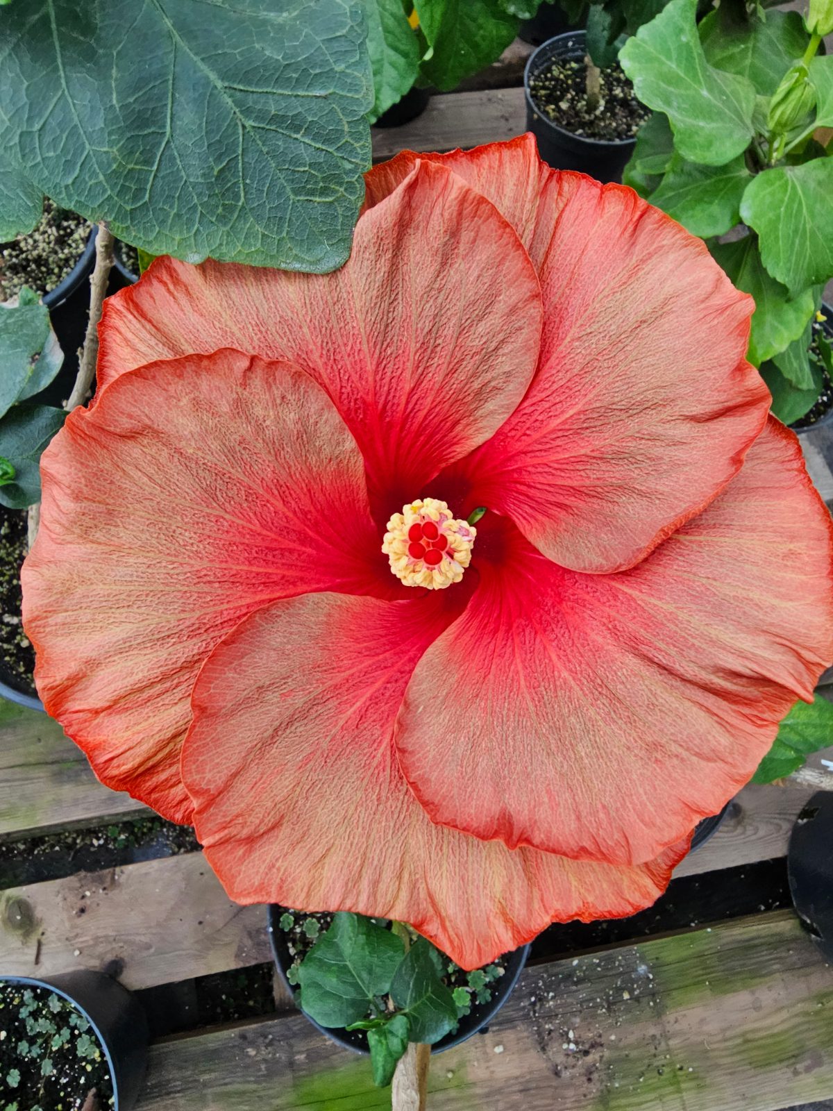 Tahitian Burning Sands — Hybrid Hibiscus from Madeira's hybrid hibiscus nursery