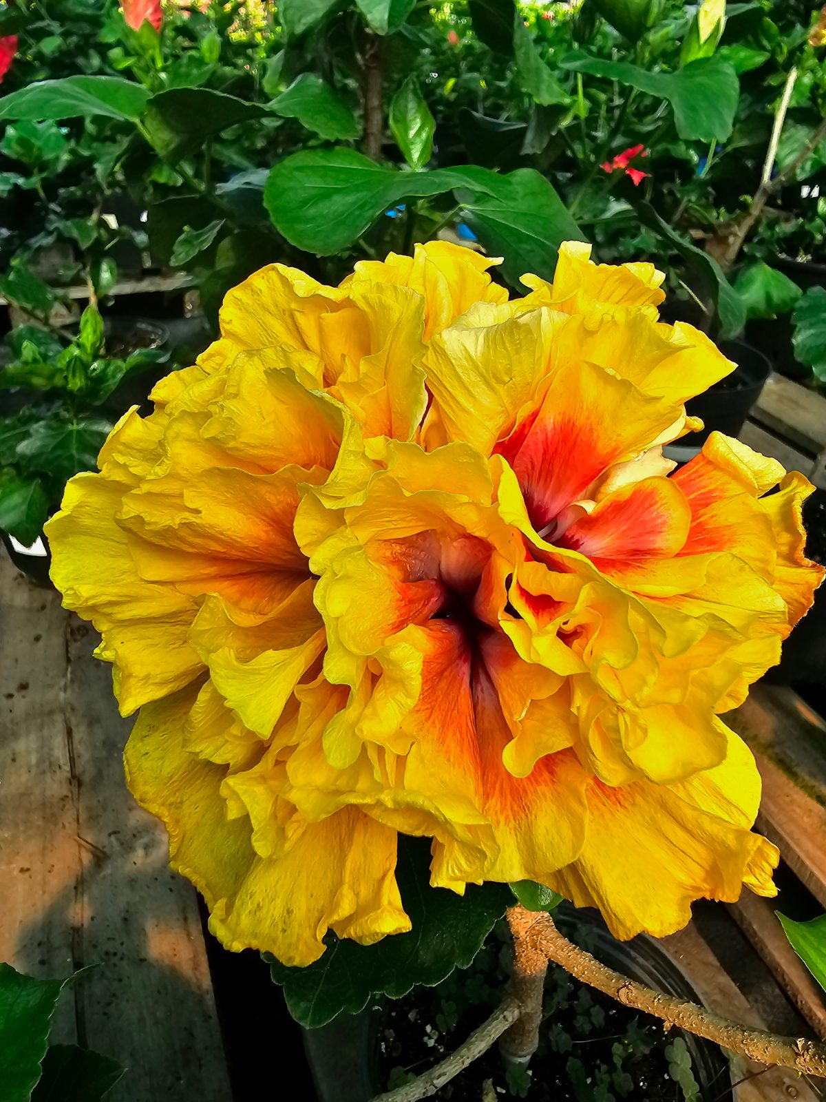 Samba Dancer — Hybrid Hibiscus from Madeira's hybrid hibiscus nursery
