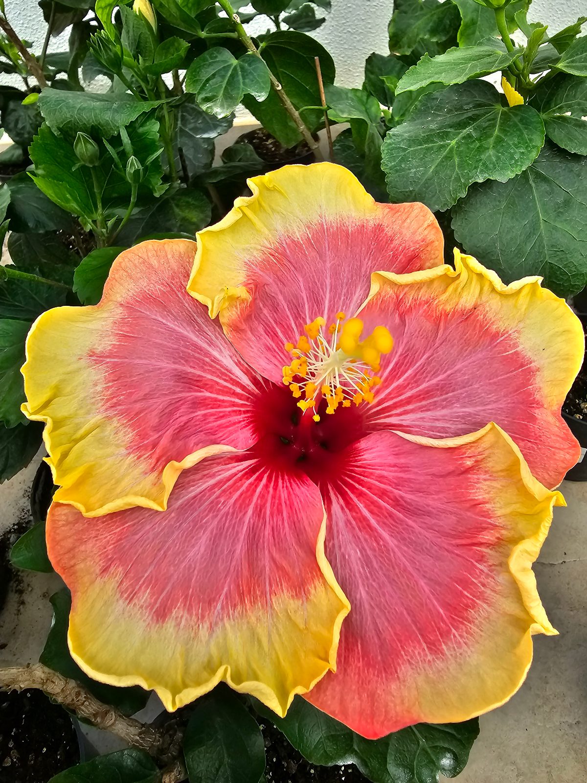 Madeira Anniversario — Hybrid Hibiscus from Madeira's hybrid hibiscus nursery