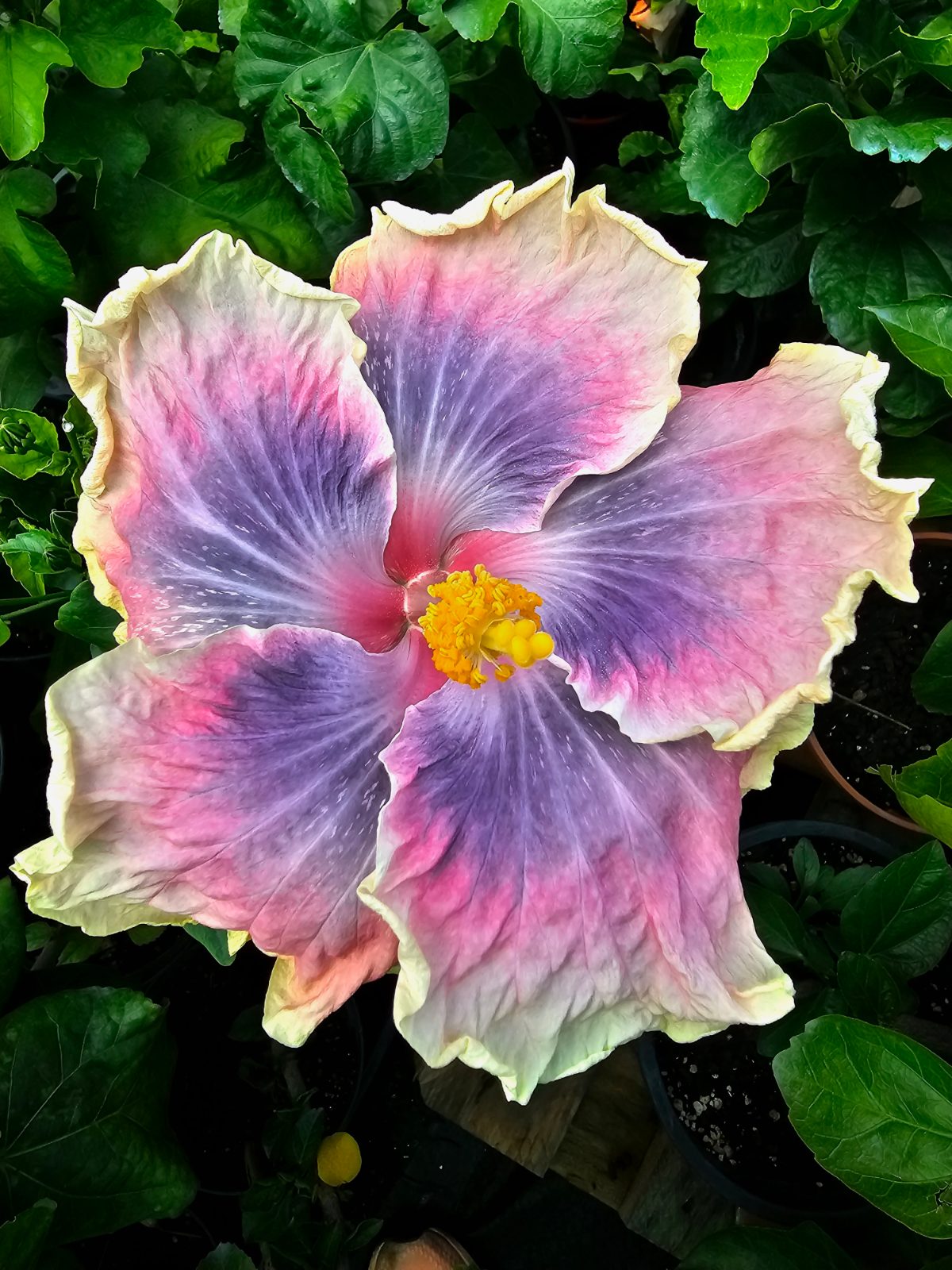 AnDu Great Ambitions — Hybrid Hibiscus from Madeira's hybrid hibiscus nursery