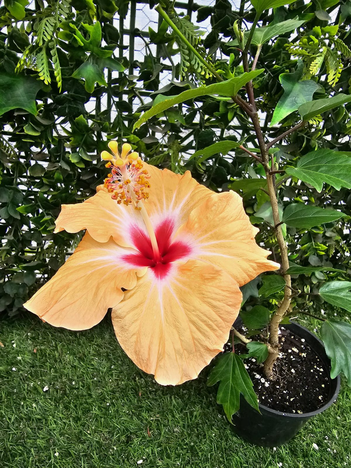 Bangkok — Rosa Sinensis from Madeira's hybrid hibiscus nursery