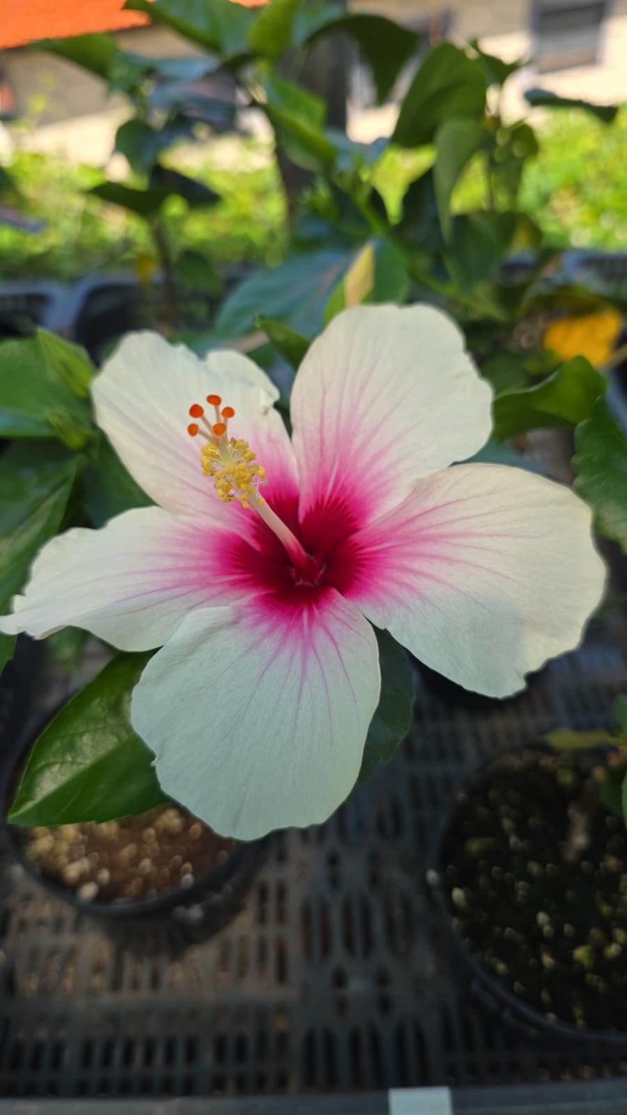 Firestorm — Rosa Sinensis from Madeira's hybrid hibiscus nursery