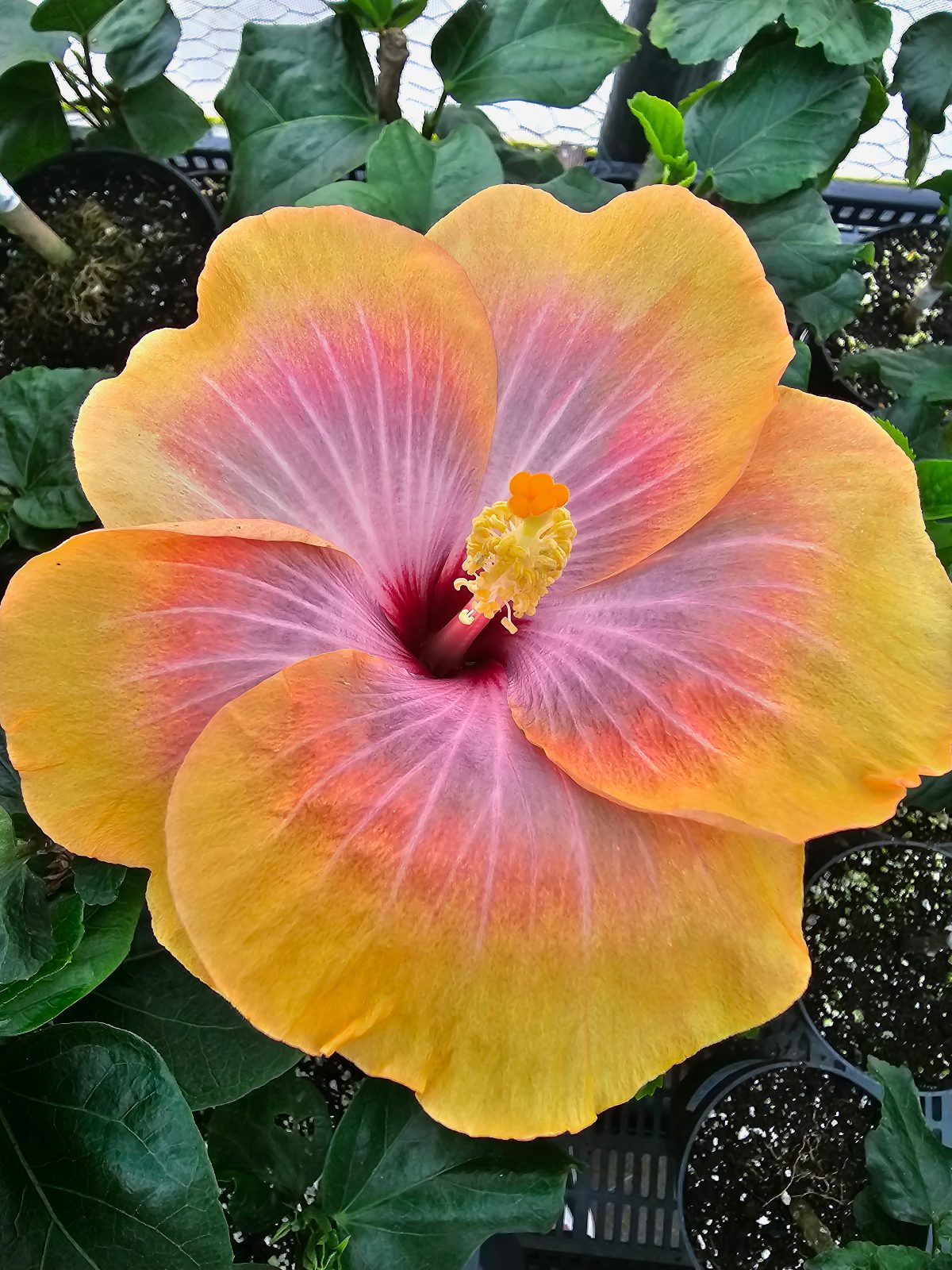 Fifth Dimension — Hybrid Hibiscus from Madeira's hybrid hibiscus nursery