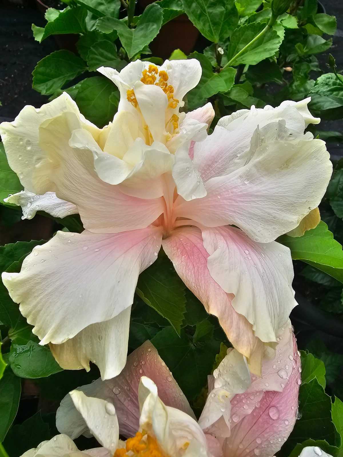 Elephant Ear — Hybrid Hibiscus from Madeira's hybrid hibiscus nursery