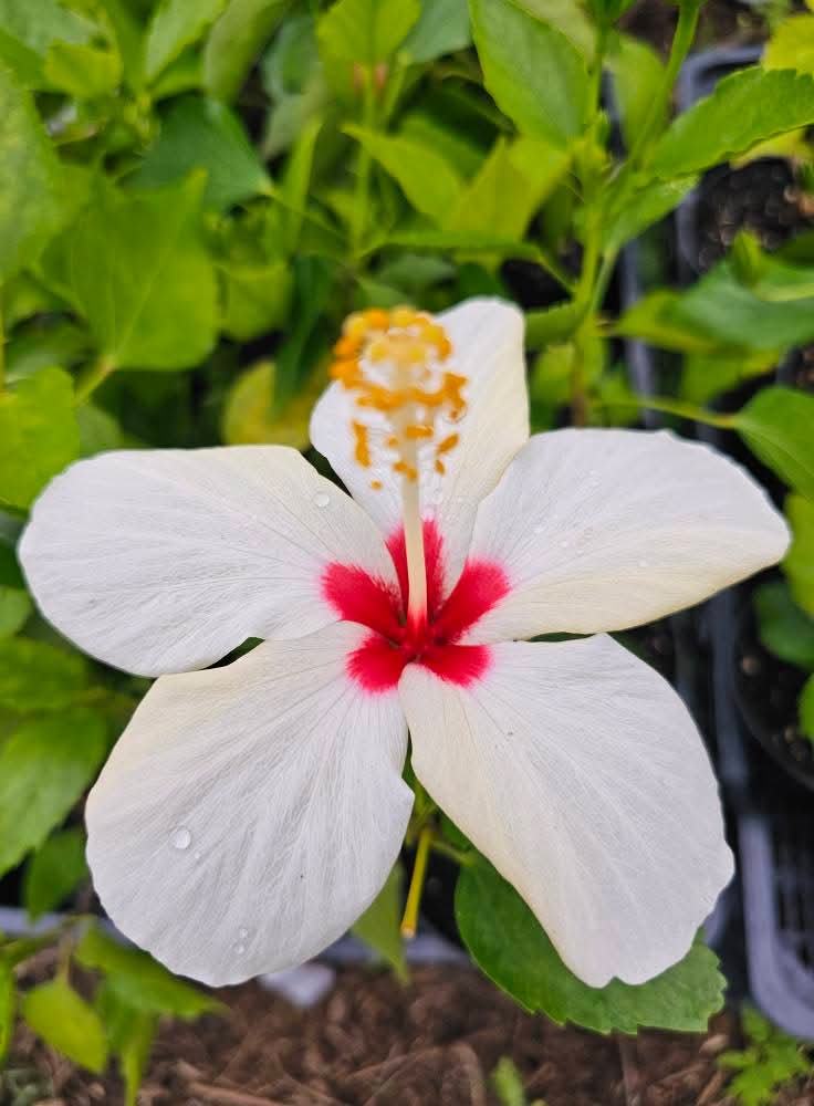 Versicolor White — Rosa Sinensis from Madeira's hybrid hibiscus nursery