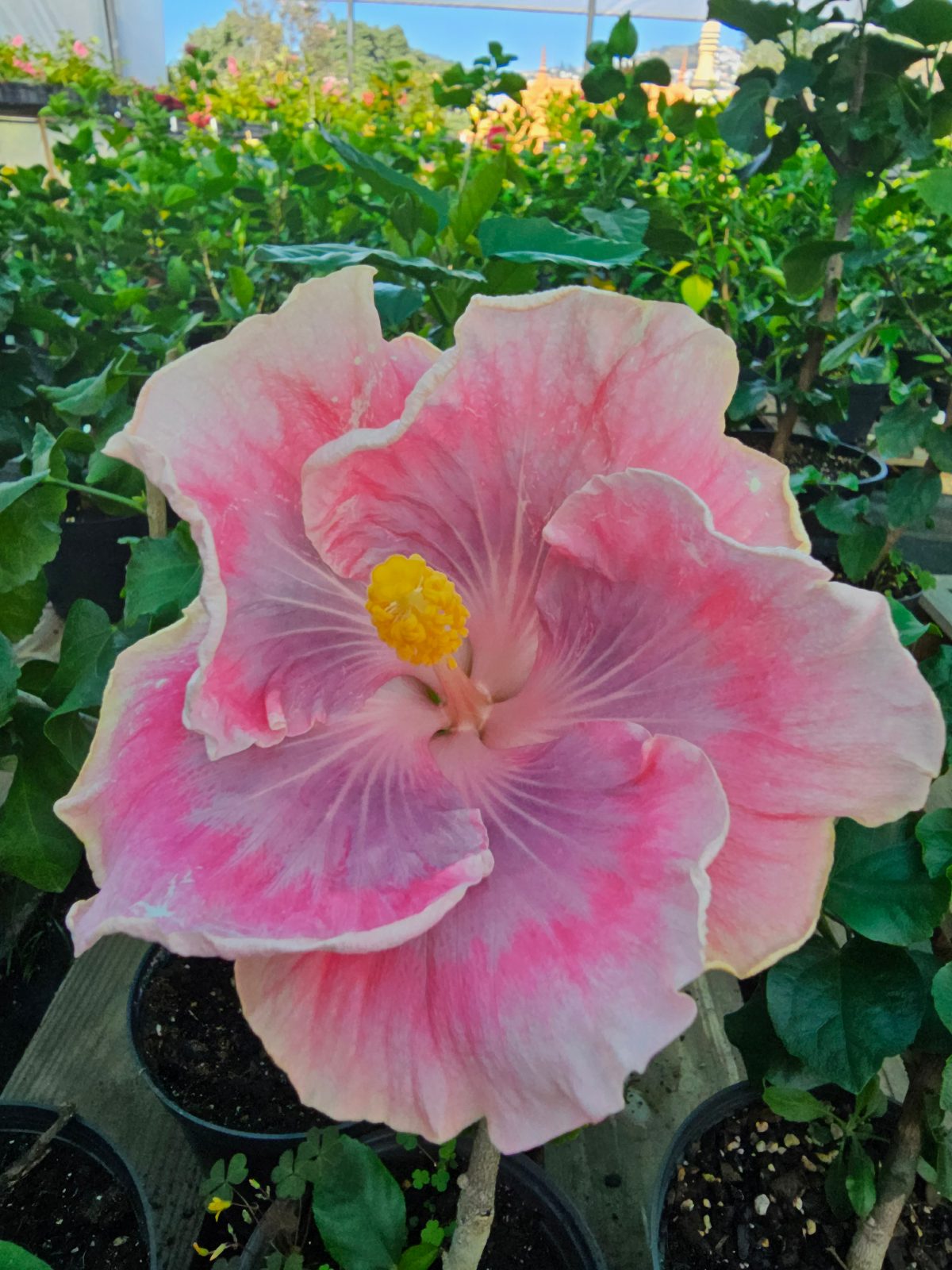 Candy — Hybrid Hibiscus from Madeira's hybrid hibiscus nursery
