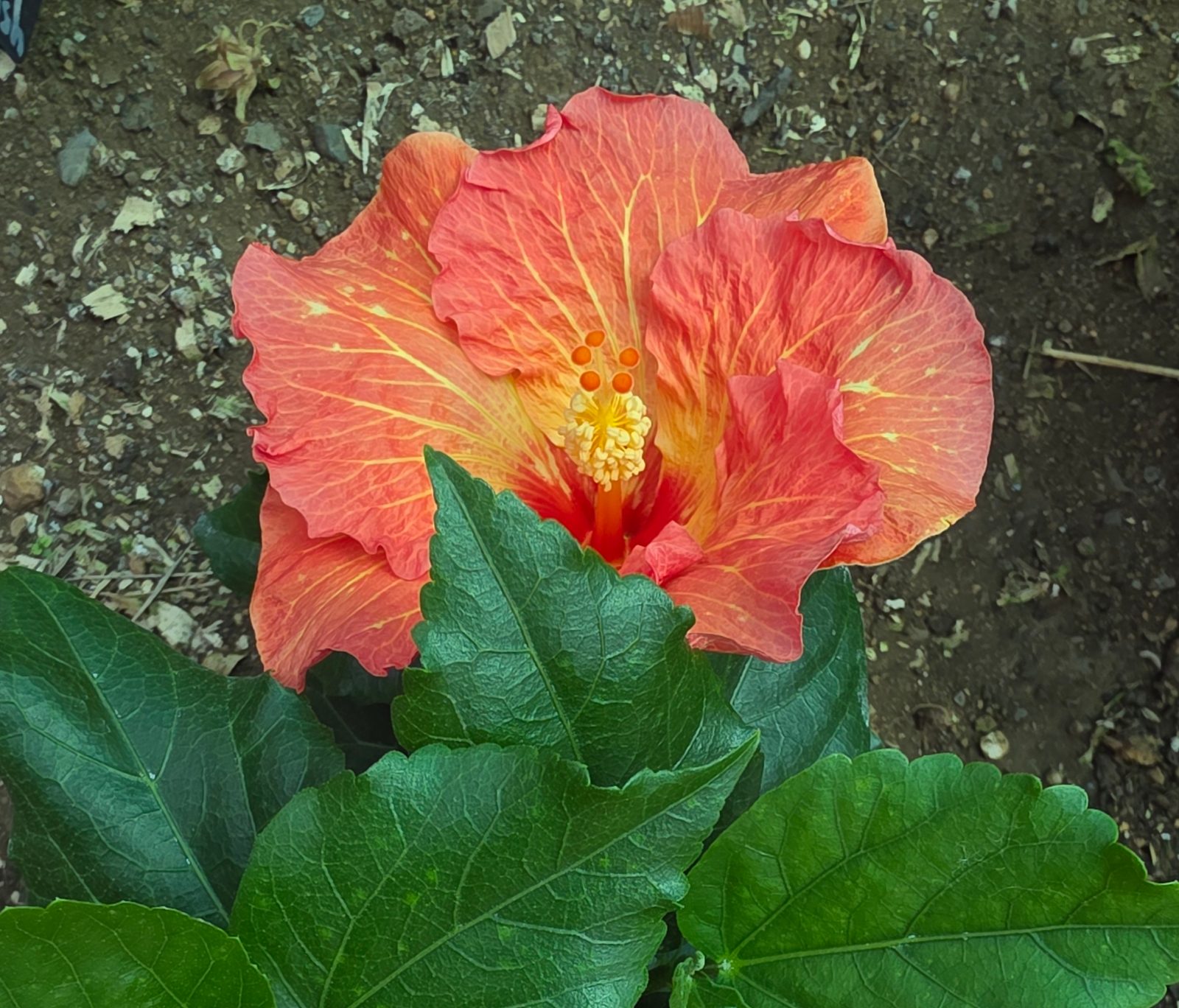 Rosalind — Hybrid Hibiscus from Madeira's hybrid hibiscus nursery