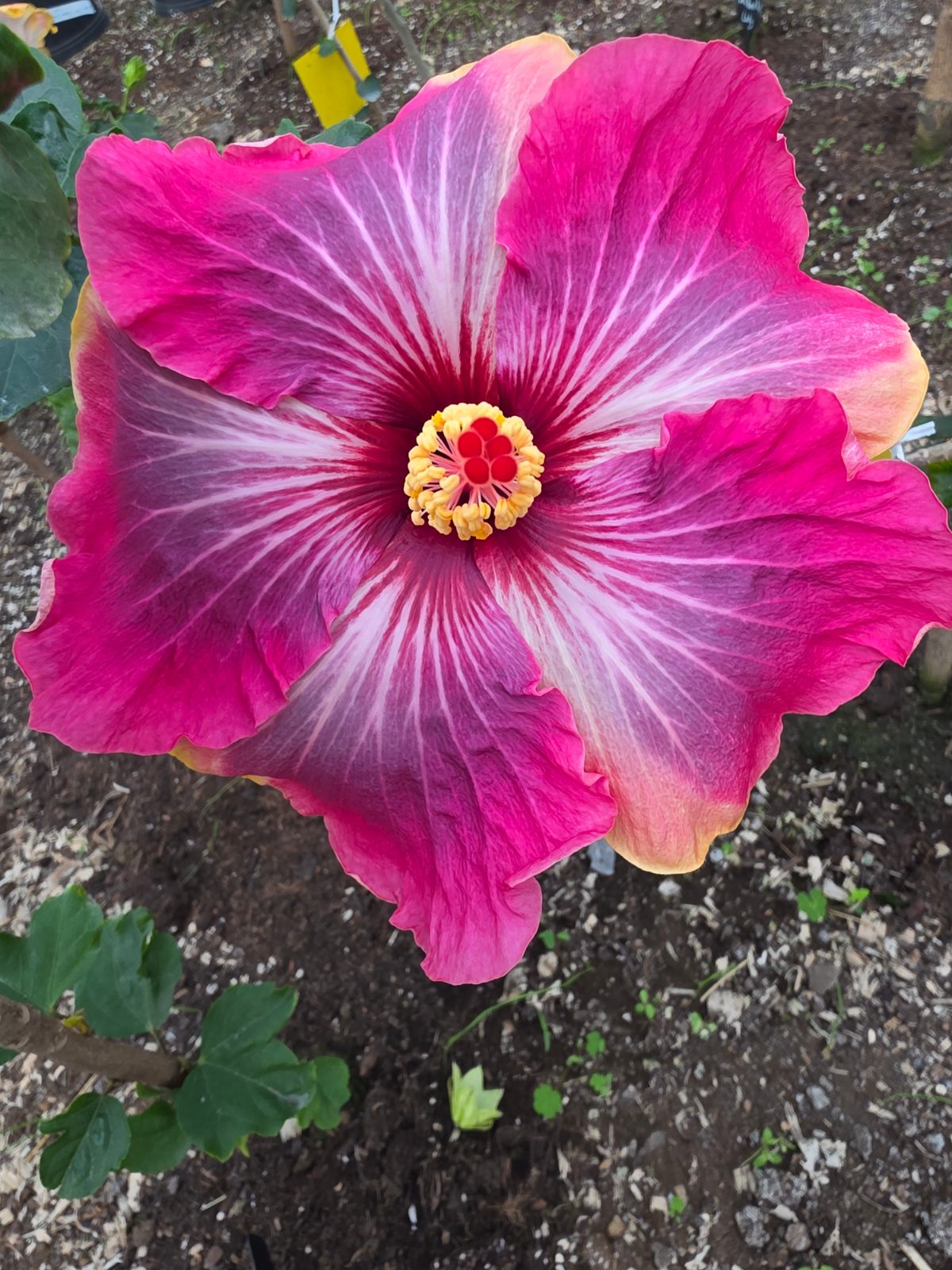 Me Oh My Oh — Hybrid Hibiscus from Madeira's hybrid hibiscus nursery