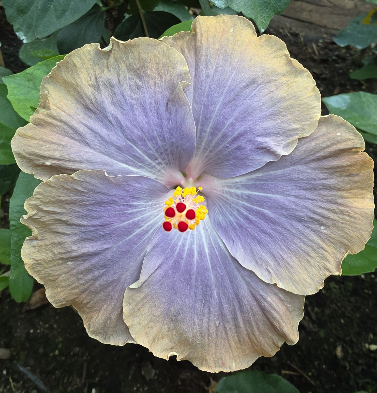 Moorea Magician — Hybrid Hibiscus from Madeira's hybrid hibiscus nursery