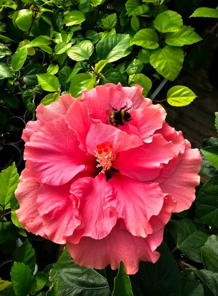 Kona — Rosa Sinensis from Madeira's hybrid hibiscus nursery