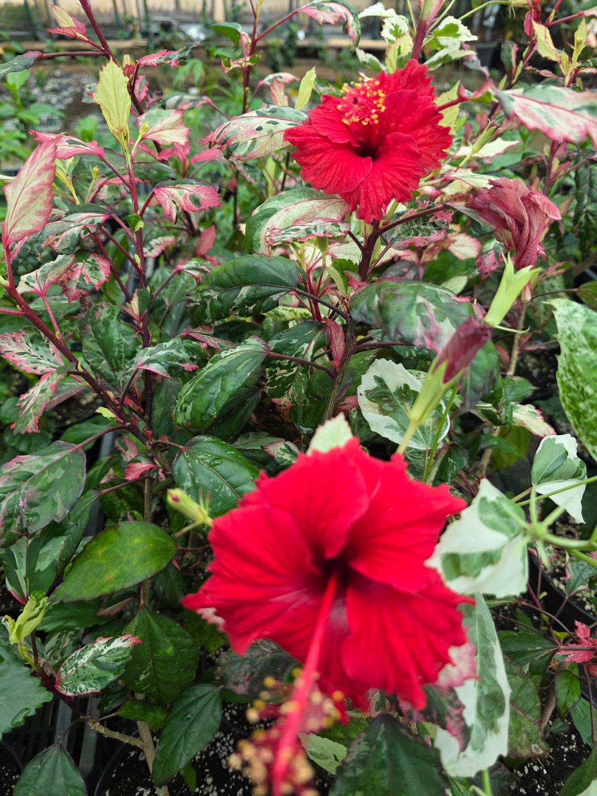 Rose Flake — Rosa Sinensis from Madeira's hybrid hibiscus nursery
