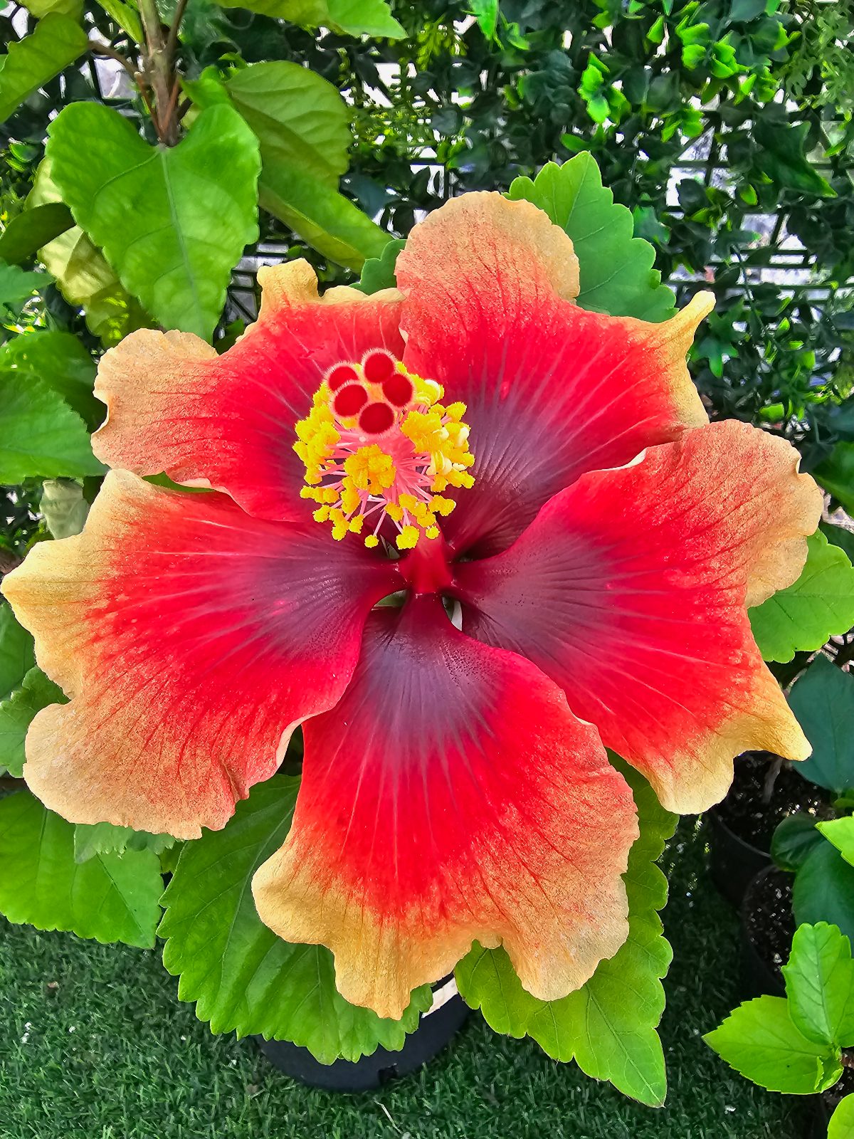 Not identified — Hybrid Hibiscus from Madeira's hybrid hibiscus nursery