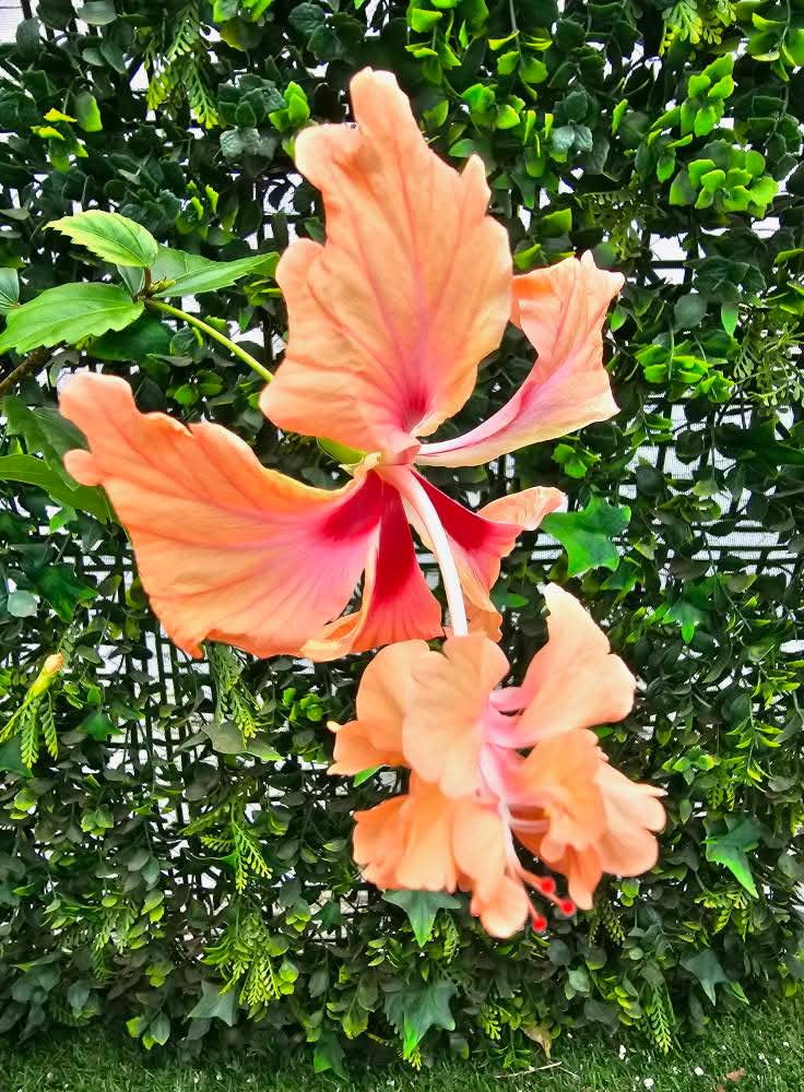 El Capitolio Sport — Rosa Sinensis from Madeira's hybrid hibiscus nursery