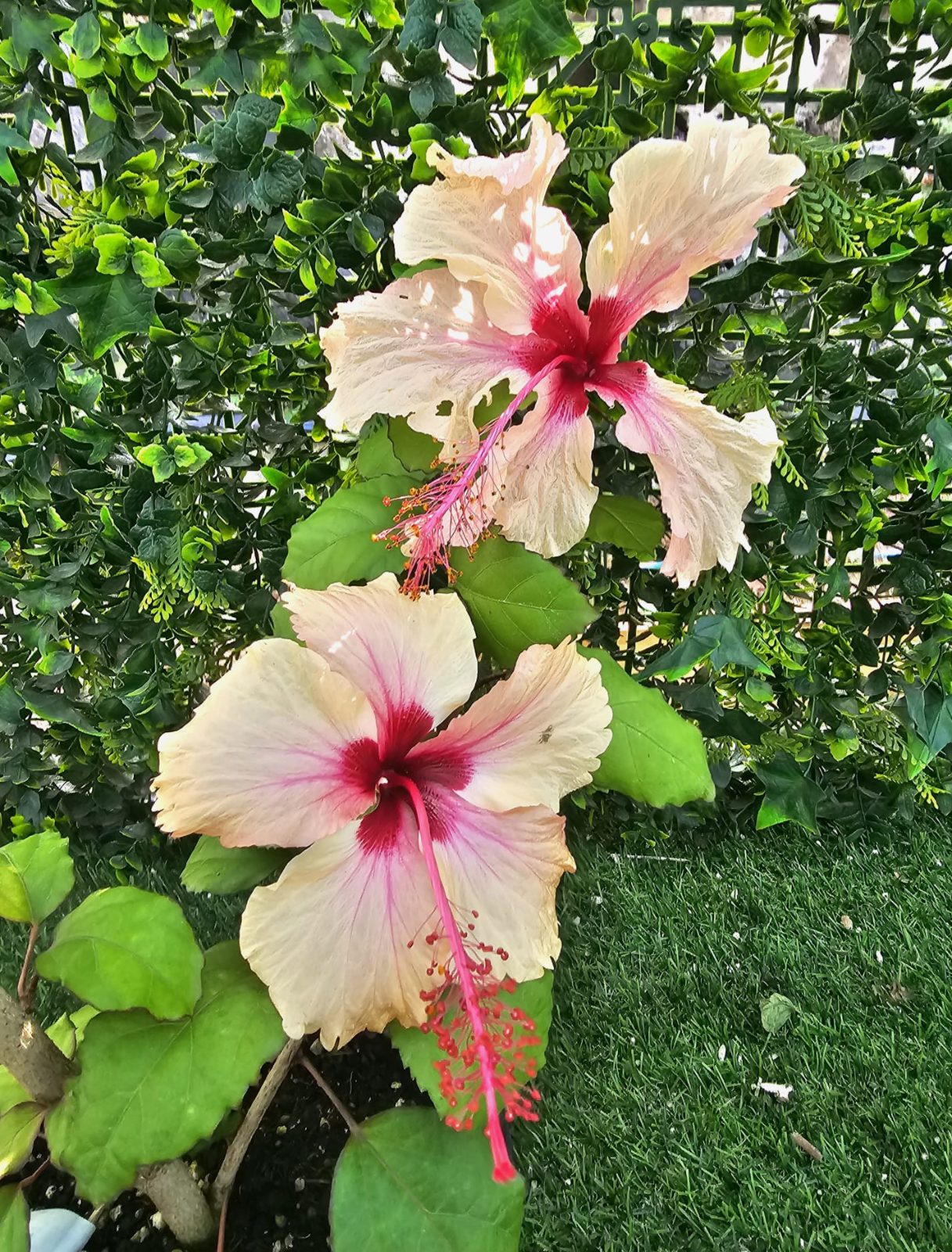 Rowena's Wedding — Rosa Sinensis from Madeira's hybrid hibiscus nursery
