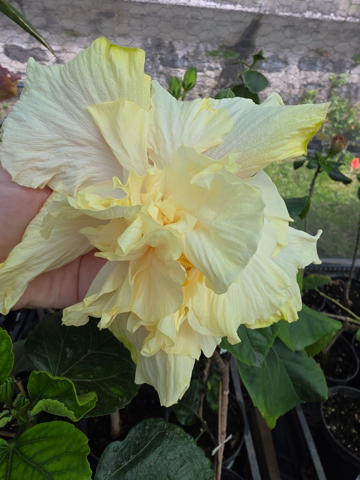 Mount Shasta — Hybrid Hibiscus from Madeira's hybrid hibiscus nursery