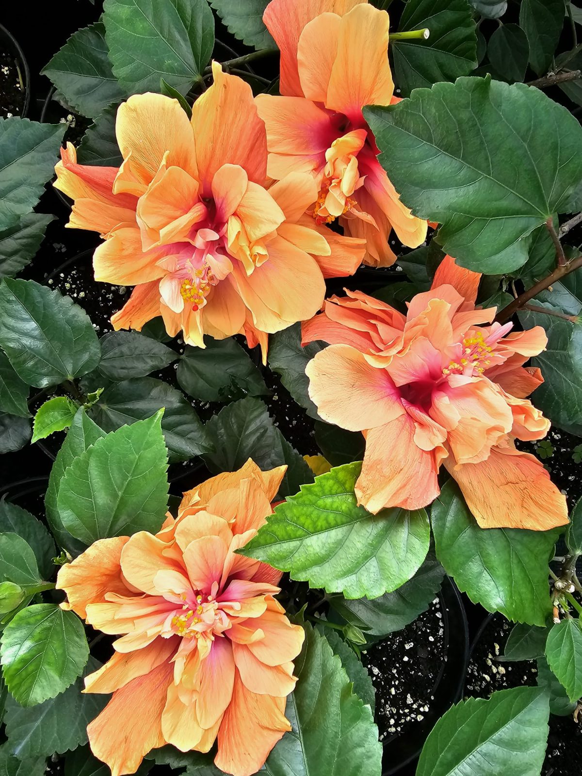 DJ OBrian — Rosa Sinensis from Madeira's hybrid hibiscus nursery