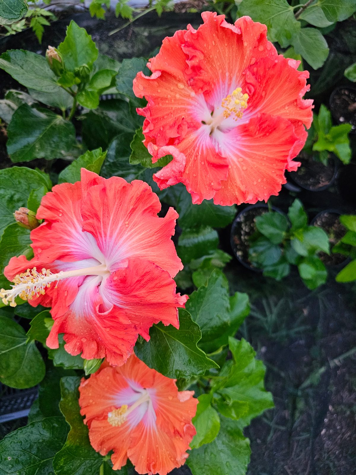 Fiesta — Hybrid Hibiscus from Madeira's hybrid hibiscus nursery