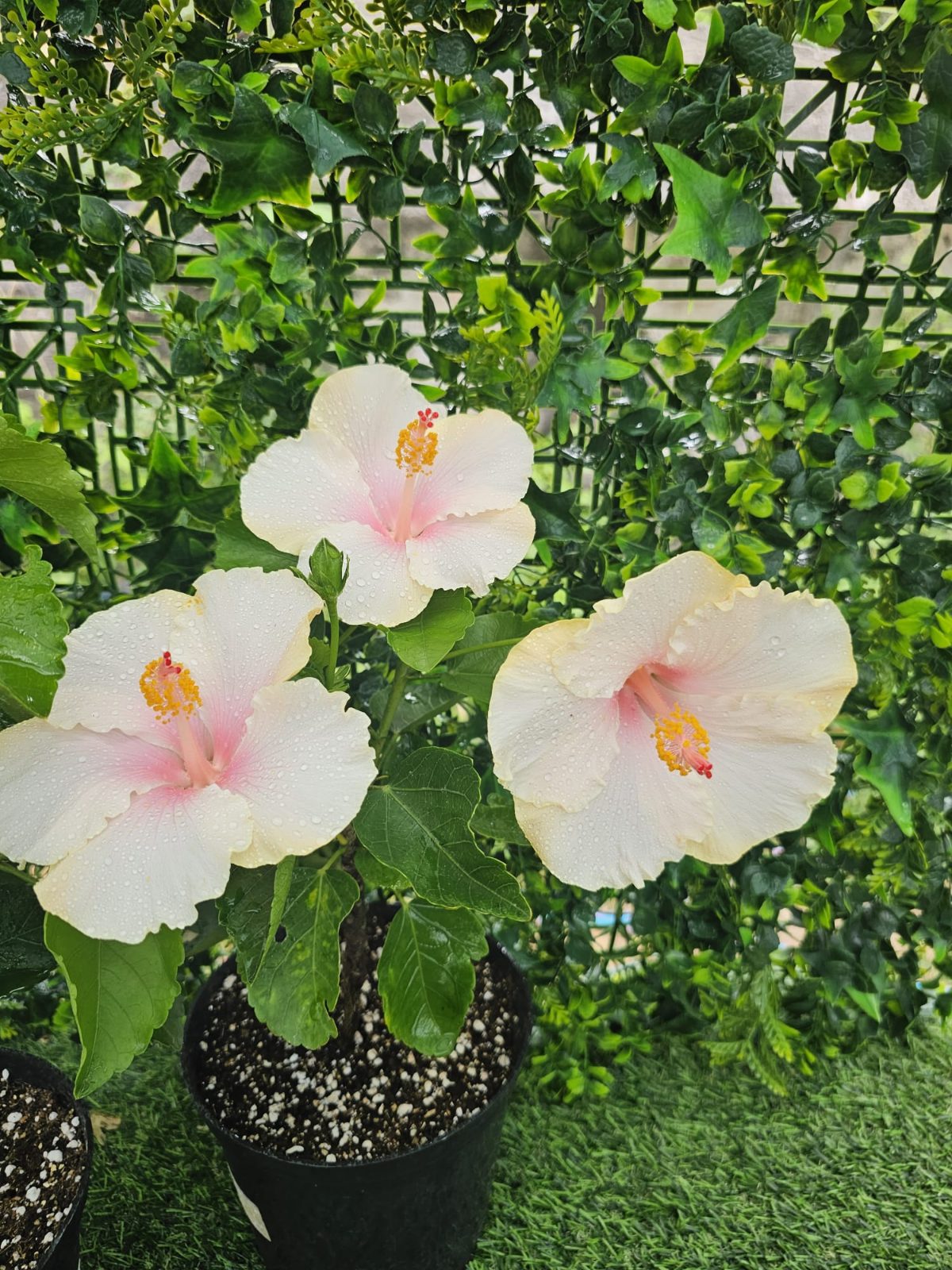 Vanilla Sky — Rosa Sinensis from Madeira's hybrid hibiscus nursery