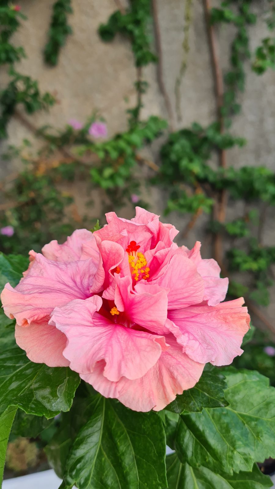 Madeira Fogo — Hybrid Hibiscus from Madeira's hybrid hibiscus nursery