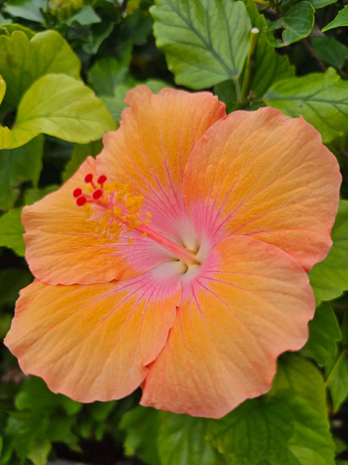 orange Glow — Rosa Sinensis from Madeira's hybrid hibiscus nursery