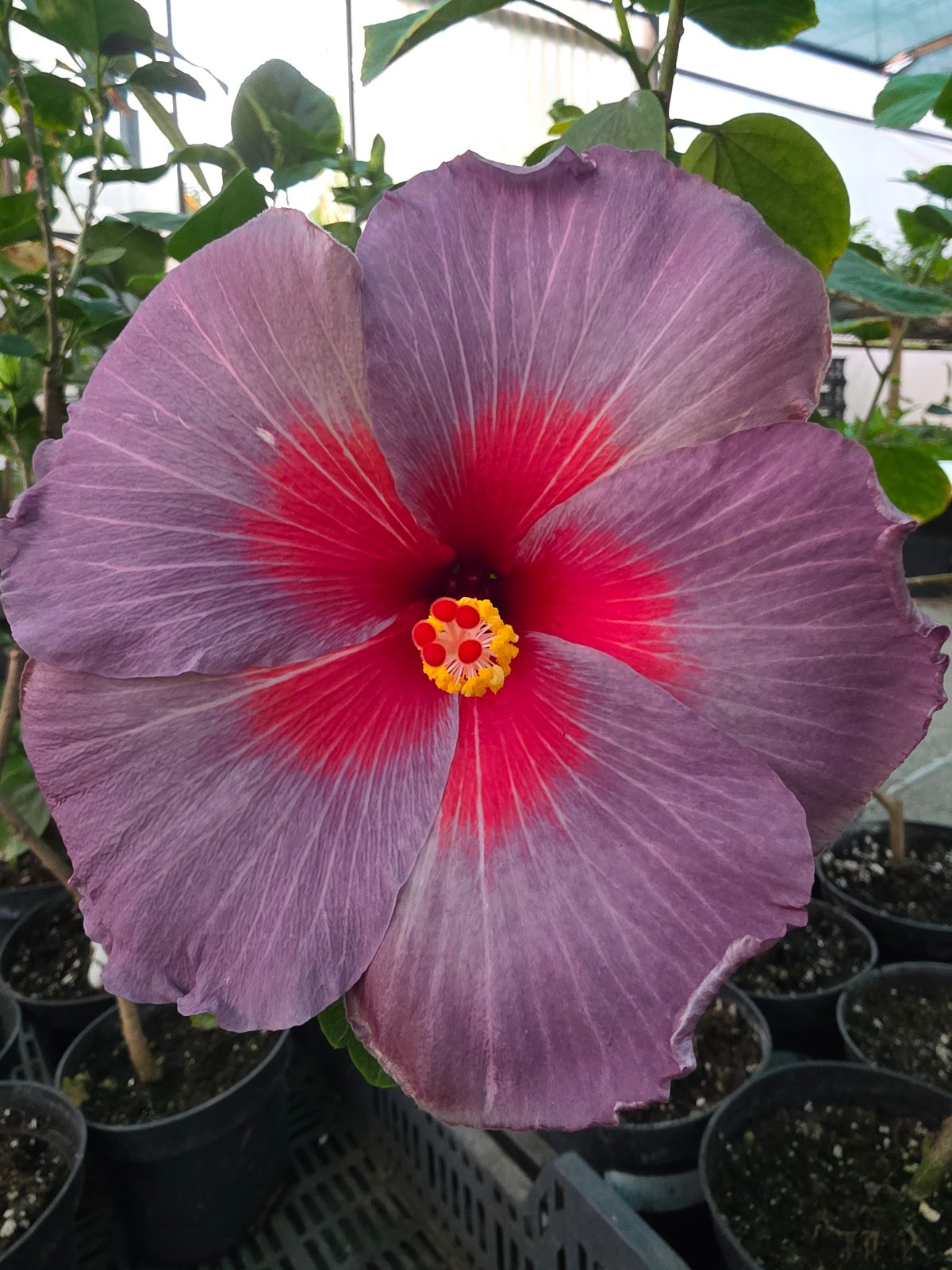 Midnight Sharp Light — Hybrid Hibiscus from Madeira's hybrid hibiscus nursery