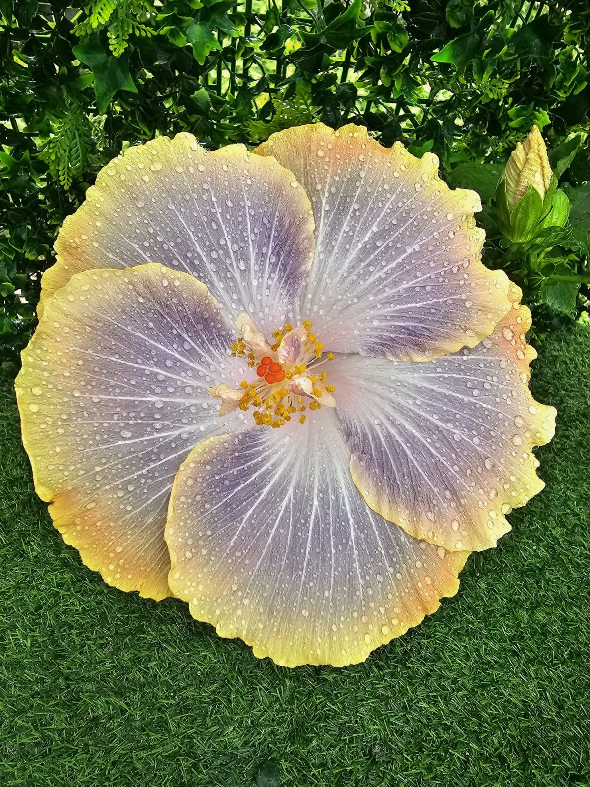 Silver Memories — Hybrid Hibiscus from Madeira's hybrid hibiscus nursery