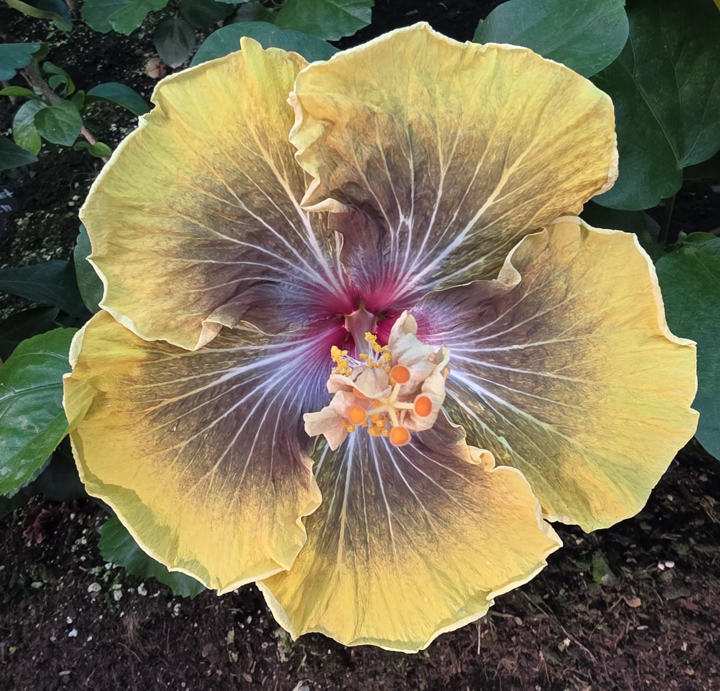 Petars Black Magic — Hybrid Hibiscus from Madeira's hybrid hibiscus nursery