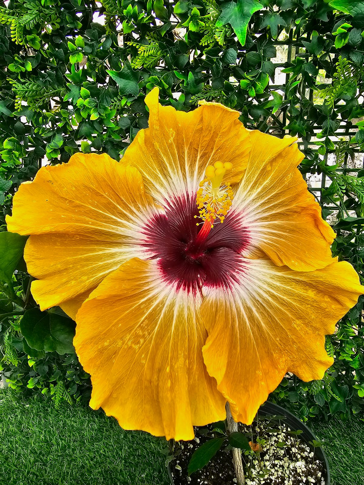 Tahitian Dragon — Hybrid Hibiscus from Madeira's hybrid hibiscus nursery