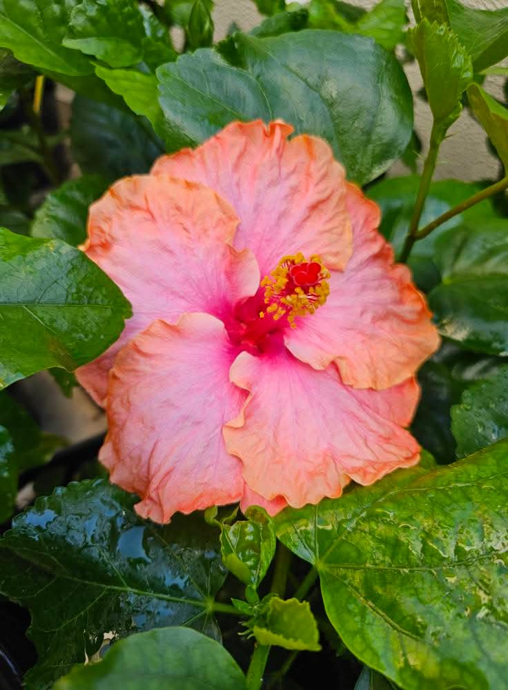 Ross Estey — Rosa Sinensis from Madeira's hybrid hibiscus nursery
