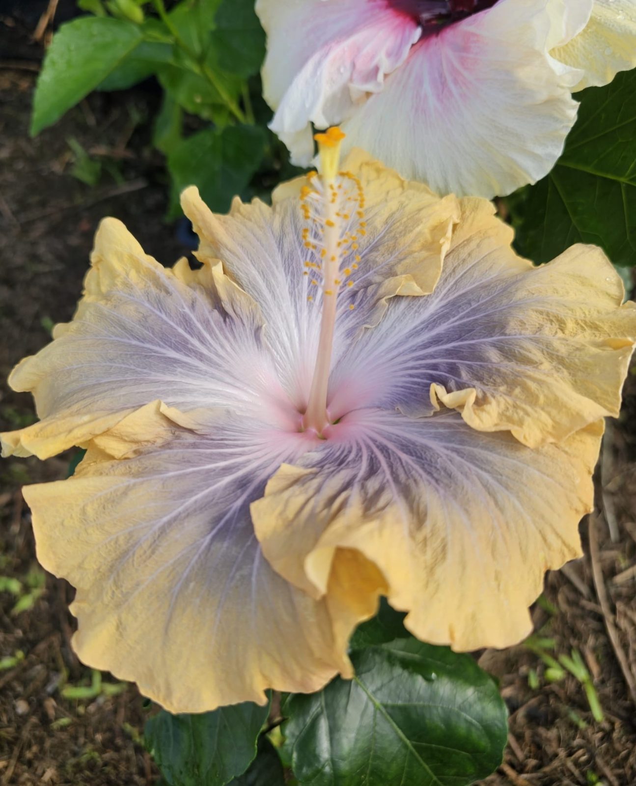 Madeira Steffen — Hybrid Hibiscus from Madeira's hybrid hibiscus nursery