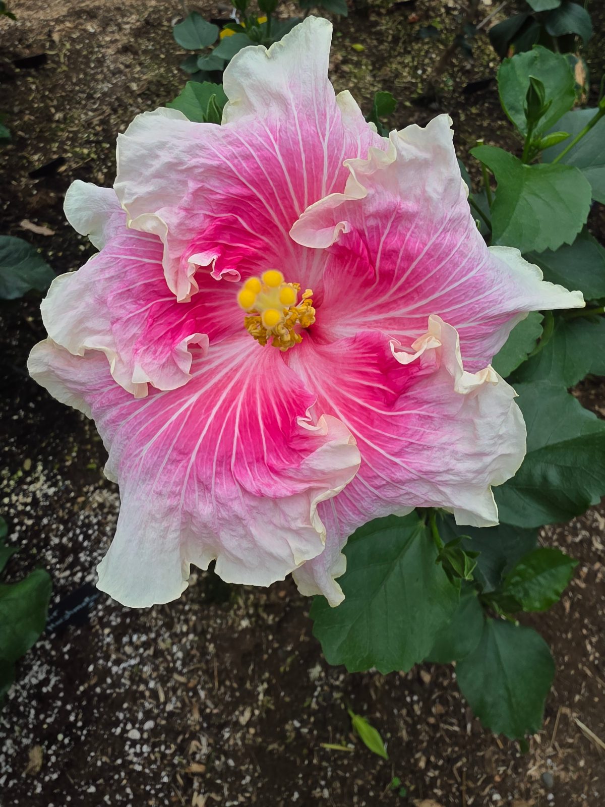 EM The Secret — Hybrid Hibiscus from Madeira's hybrid hibiscus nursery