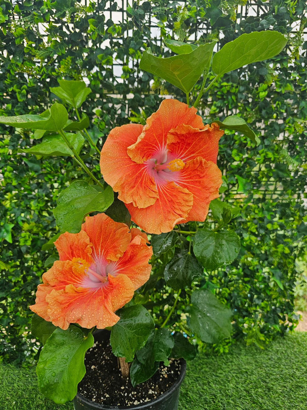 EM Sunlight — Hybrid Hibiscus from Madeira's hybrid hibiscus nursery