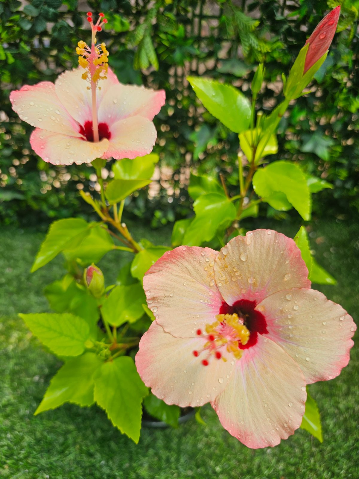 Broceliande — Rosa Sinensis from Madeira's hybrid hibiscus nursery