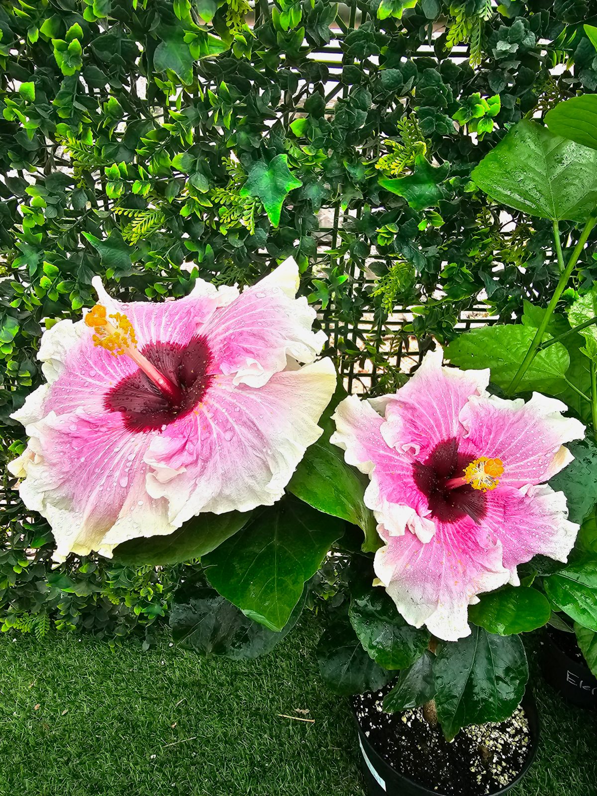 Madeira Funil — Hybrid Hibiscus from Madeira's hybrid hibiscus nursery