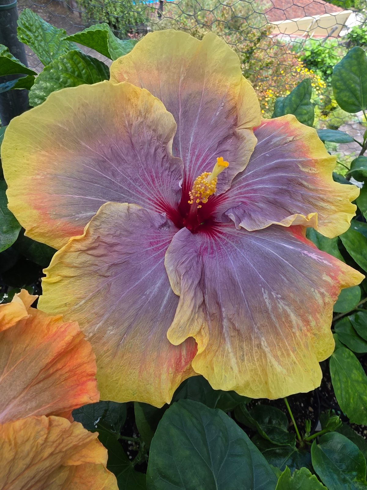 Madis purple Butterfly — Hybrid Hibiscus from Madeira's hybrid hibiscus nursery
